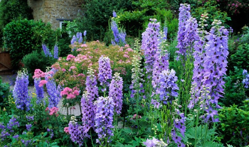 Hoa phi yến còn có tên gọi khác là hoa mõm sói