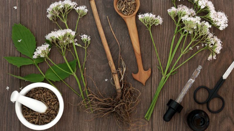 Toàn bộ rễ và thân cây nữ lang được sử dụng làm thuốc