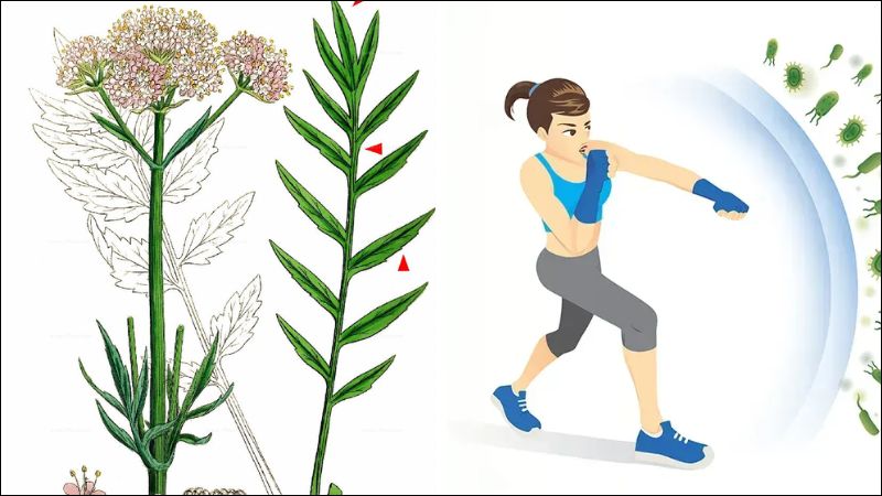 Cây nữ lang giúp cải thiện sức khỏe tổng thể