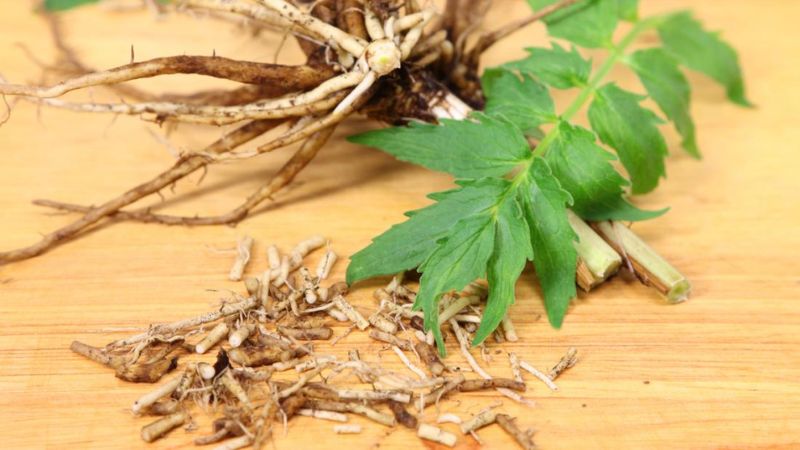 Không nên dùng đồng thời cây nữ lang với rượu hoặc các loại thuốc an thần khác