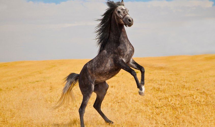 Năm 2026 là năm con ngựa Năm 2026 là năm con ngựa