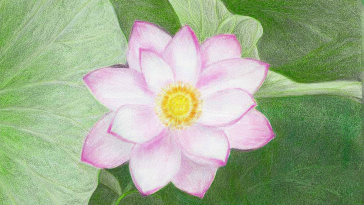 bắt đầu vẽ các cánh hoa bằng những đường cong mềm mại