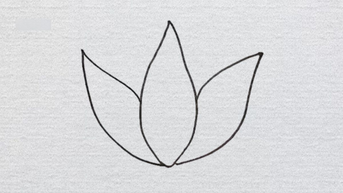 Cách vẽ hoa sen nở trong ao