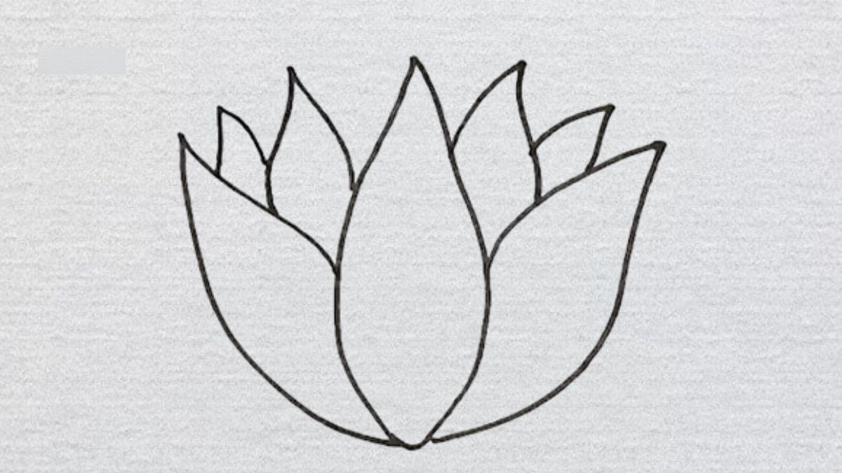 Cách vẽ hoa sen nở trong ao