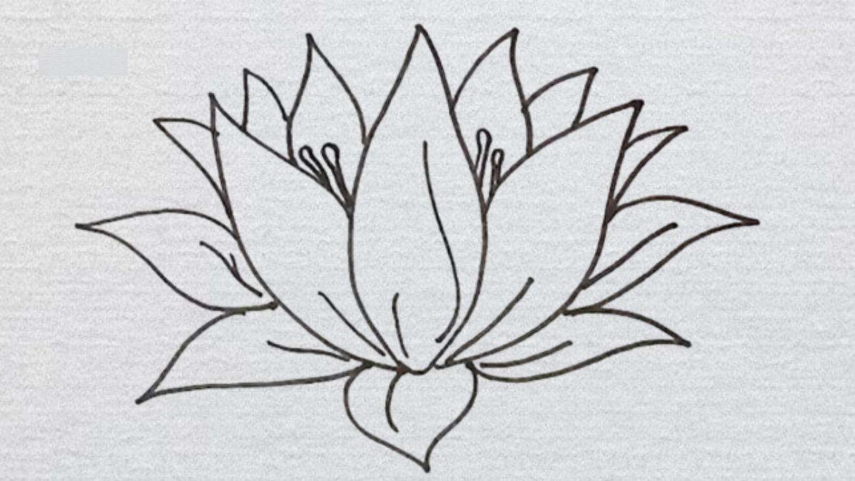 Cách vẽ hoa sen nở trong ao