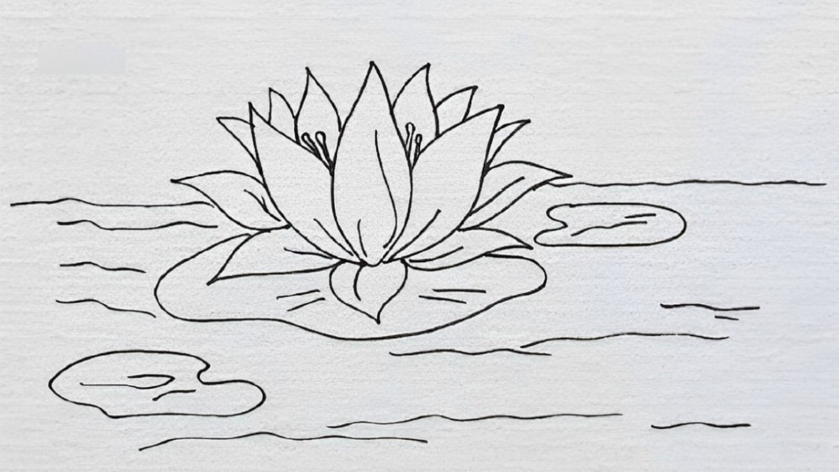 Cách vẽ hoa sen nở trong ao