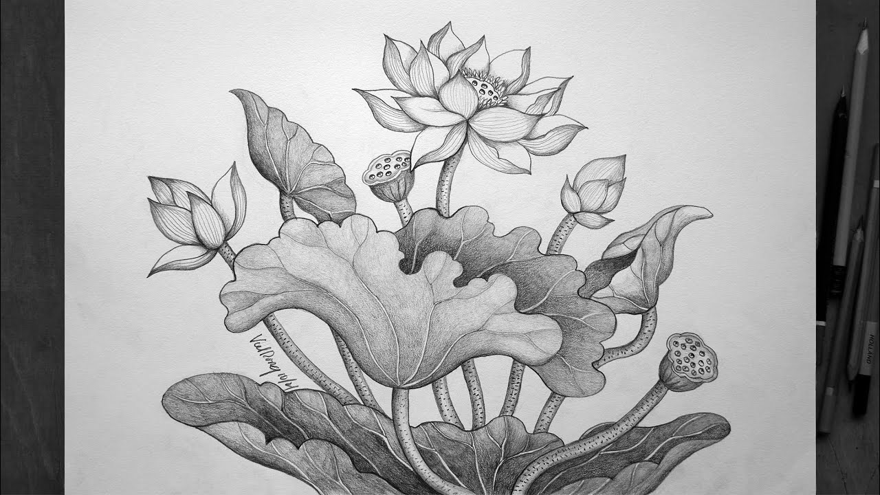 Mẫu 1: Vẽ hoa sen bằng bút chì