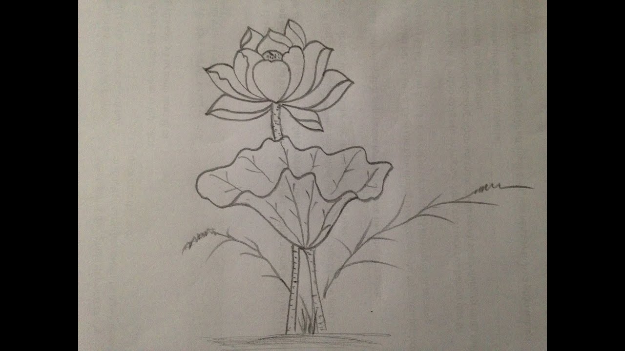 Mẫu 2: Vẽ hoa sen bằng bút chì