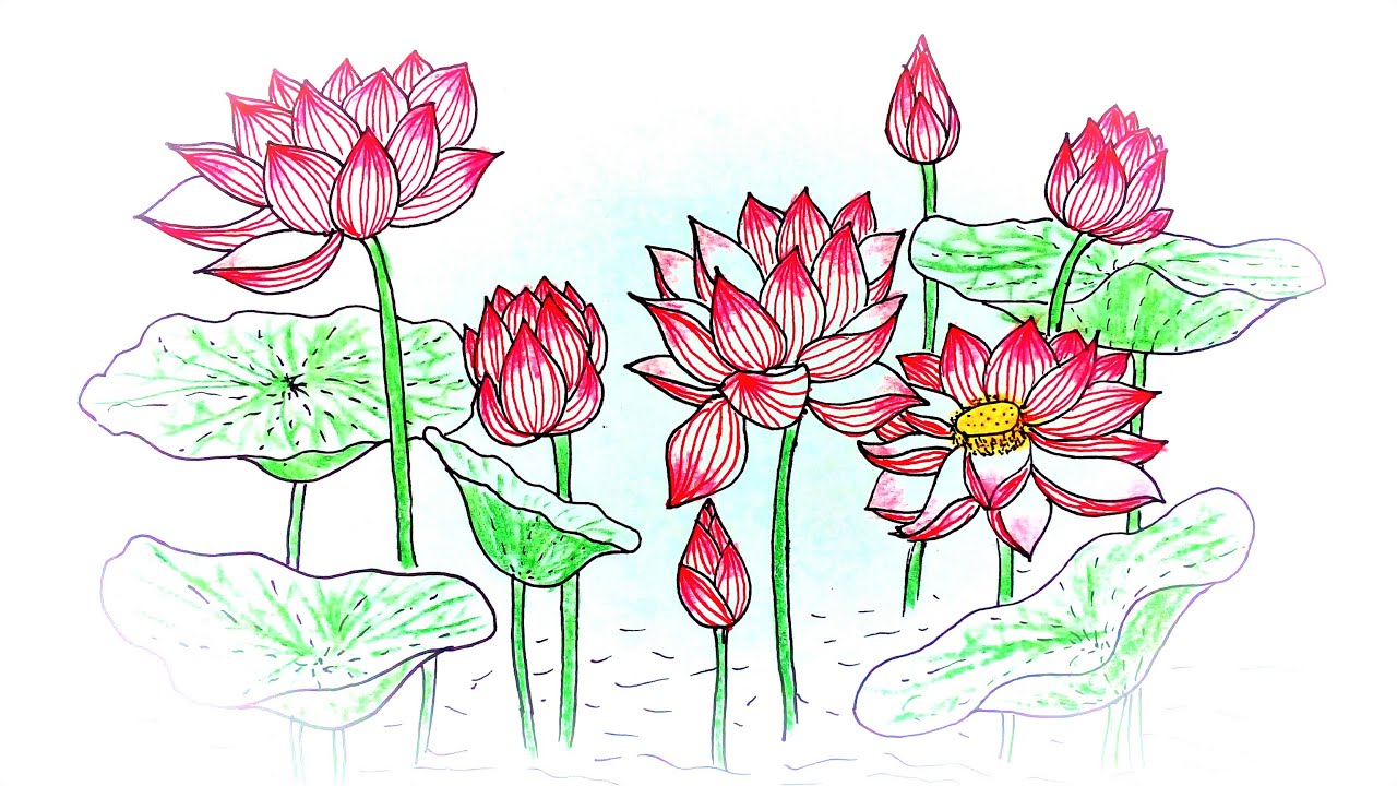 Mẫu 5: tranh vẽ hoa sen đẹp