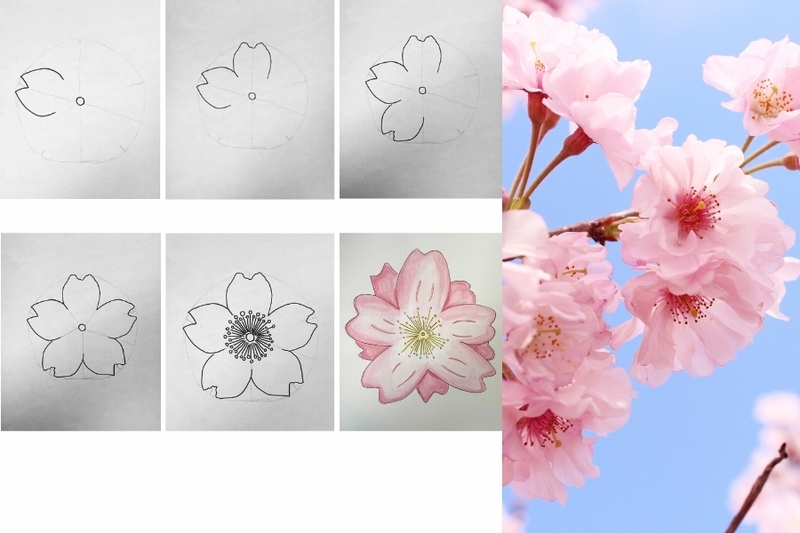Cách vẽ hoa anh đào đơn giản Cách vẽ hoa anh đào đơn giản