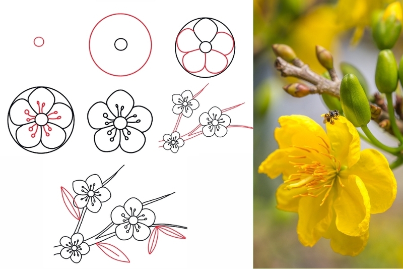Cách vẽ hoa mai đơn giản Cách vẽ hoa mai đơn giản
