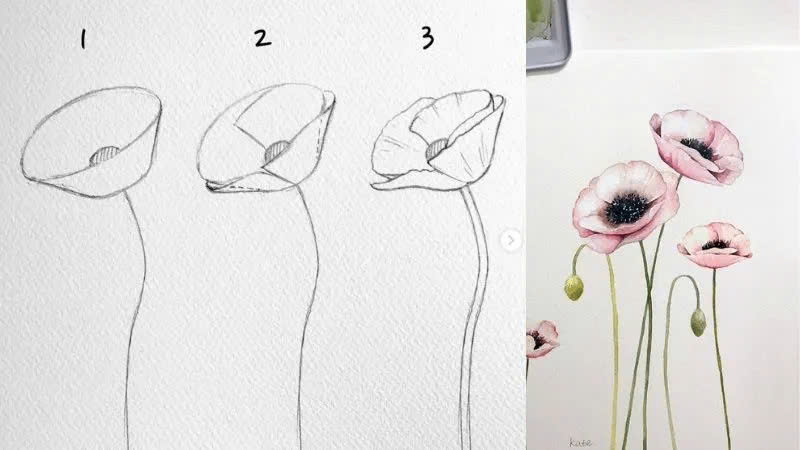 Cách vẽ hoa anh túc Cách vẽ hoa anh túc