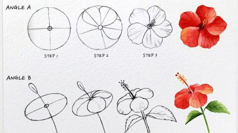 Cách vẽ hoa dâm bụt Cách vẽ hoa dâm bụt