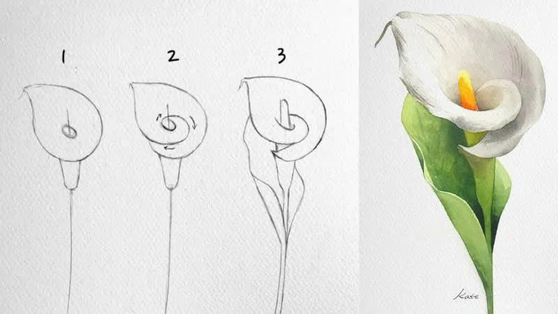 Vẽ hoa Calla Lilly (hoa rum) Vẽ hoa Calla Lilly (hoa rum)