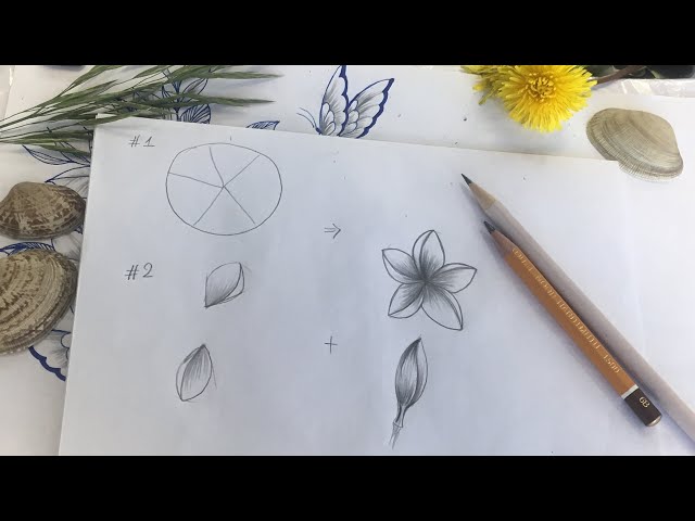 Cách vẽ hoa sứ (hoa đại) Cách vẽ hoa sứ (hoa đại)