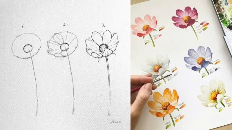 Cách vẽ hoa sao nhái (thạch thảo) Cách vẽ hoa sao nhái (thạch thảo)