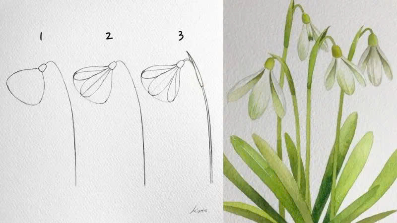 Cách vẽ hoa xuyên tuyết (hoa tuyết điểm) Cách vẽ hoa xuyên tuyết (hoa tuyết điểm)
