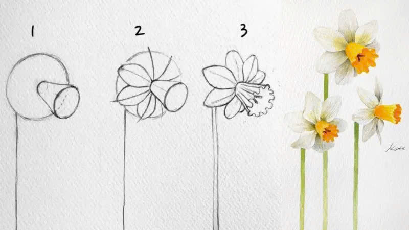 Cách vẽ cành hoa thủy tiên vàng đơn giản Cách vẽ cành hoa thủy tiên vàng đơn giản