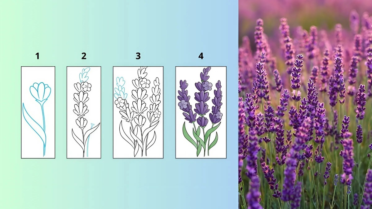 Cách vẽ hoa oải hương (lavender) Cách vẽ hoa oải hương (lavender)