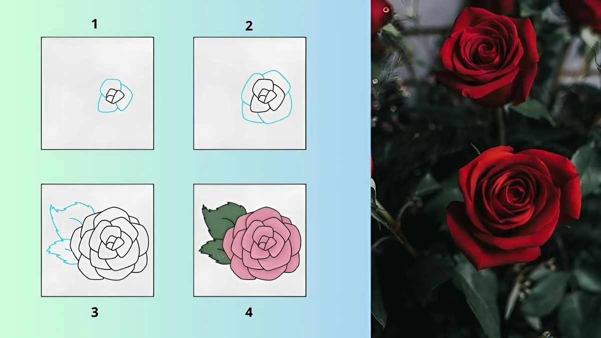 Cách vẽ hoa hồng đơn giản và đẹp Cách vẽ hoa hồng đơn giản và đẹp
