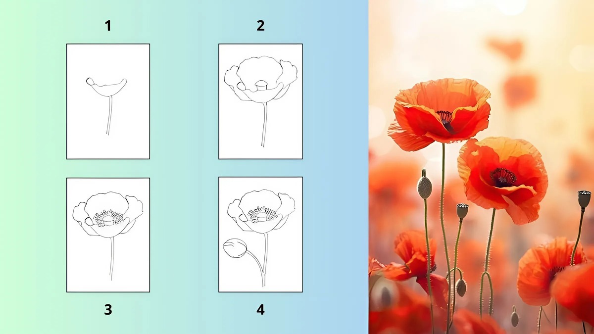 Hoa anh túc nổi bật với vẻ đẹp mê hoặc và nét quyến rũ bí ẩn Hoa anh túc nổi bật với vẻ đẹp mê hoặc và nét quyến rũ bí ẩn