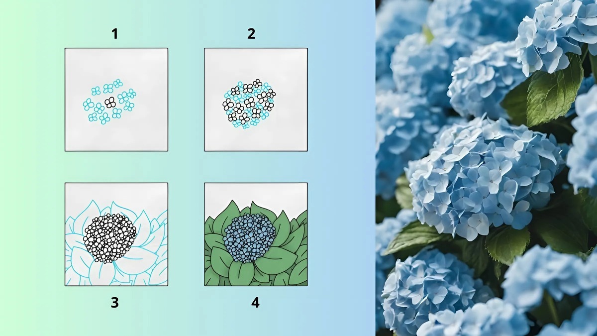 Cách vẽ hoa cẩm tú cầu Cách vẽ hoa cẩm tú cầu