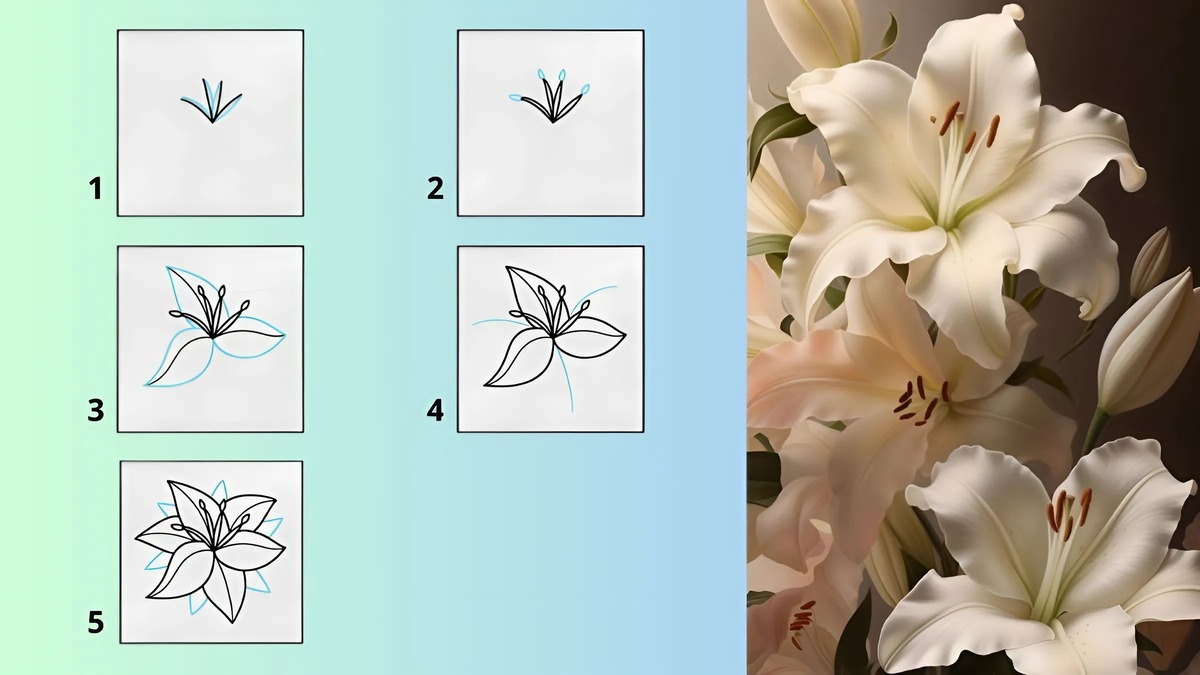 Cách vẽ hoa cẩm tú cầu Cách vẽ hoa cẩm tú cầu