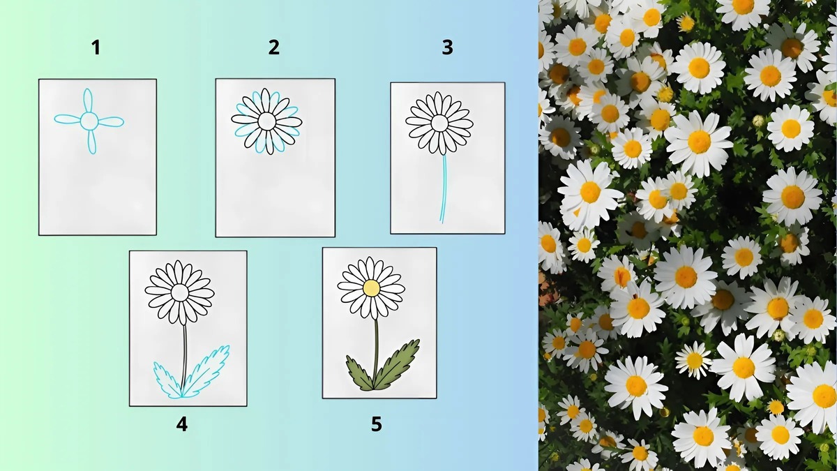 Cách vẽ hoa cẩm tú cầu Cách vẽ hoa cẩm tú cầu