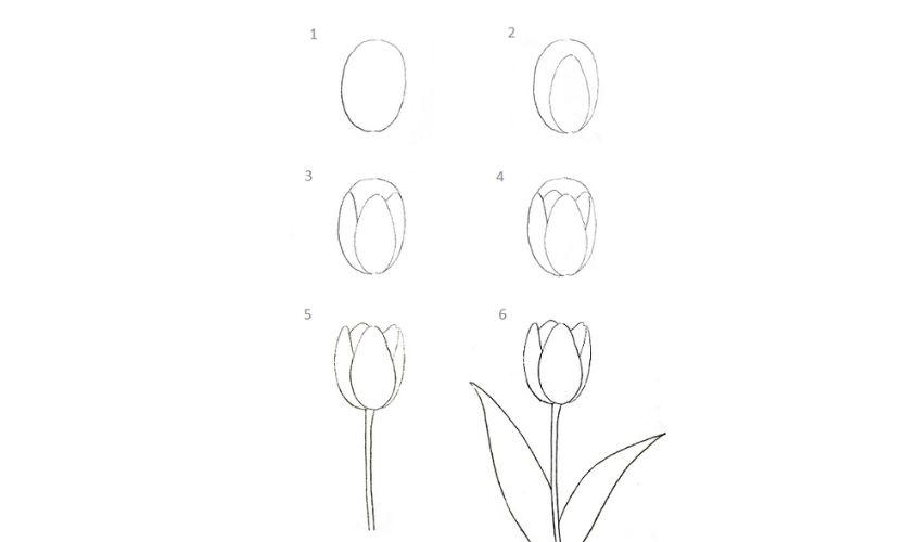 Cách vẽ hoa tulip chi tiết Cách vẽ hoa tulip chi tiết