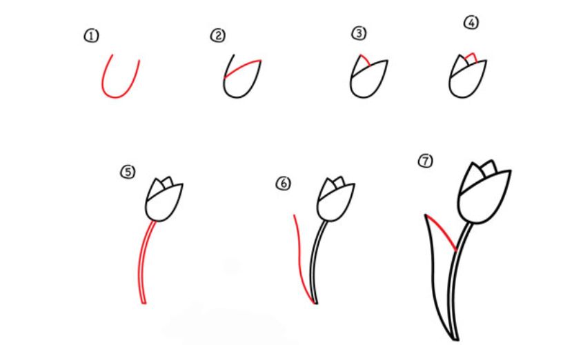 Cách vẽ hoa tulip chi tiết Cách vẽ hoa tulip chi tiết