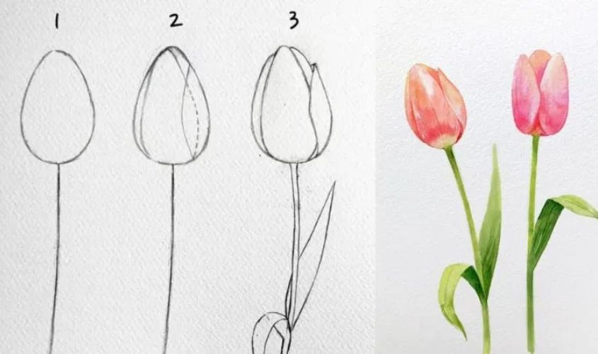 Cách vẽ hoa tulip chi tiết Cách vẽ hoa tulip chi tiết