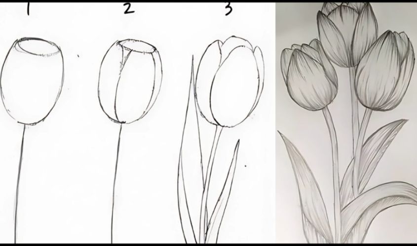 Cách vẽ hoa tulip chi tiết Cách vẽ hoa tulip chi tiết