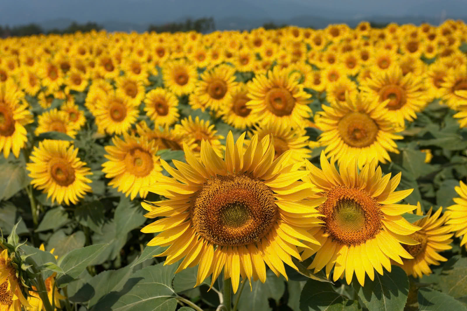 Hoa hướng dương không chỉ dễ vẽ mà còn mang nhiều ý nghĩa tích cực Hoa hướng dương không chỉ dễ vẽ mà còn mang nhiều ý nghĩa tích cực