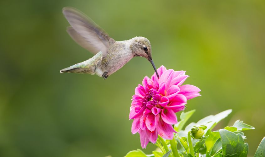 Học qua tên con vật là cách hiệu quả và gần gũi nhất.