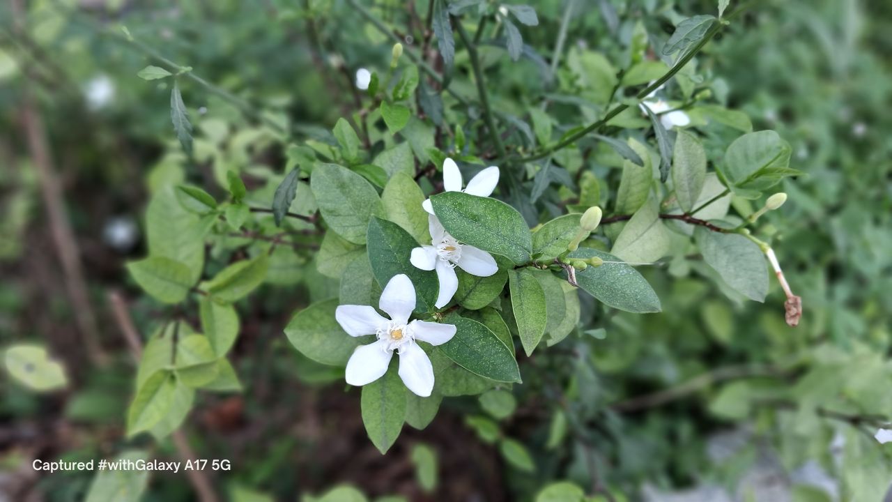 Cùng xem một sinh viên vừa ra trường đánh giá Galaxy A17 5G