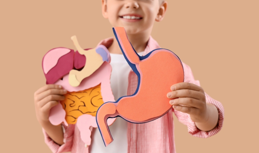 MLC hỗ trợ đường ruột tiêu hóa và hấp thu dễ dàng