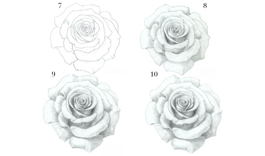 Cân chỉnh sáng tối tổng thể để bông hồng trở nên nổi bật, sống động và hài hòa.