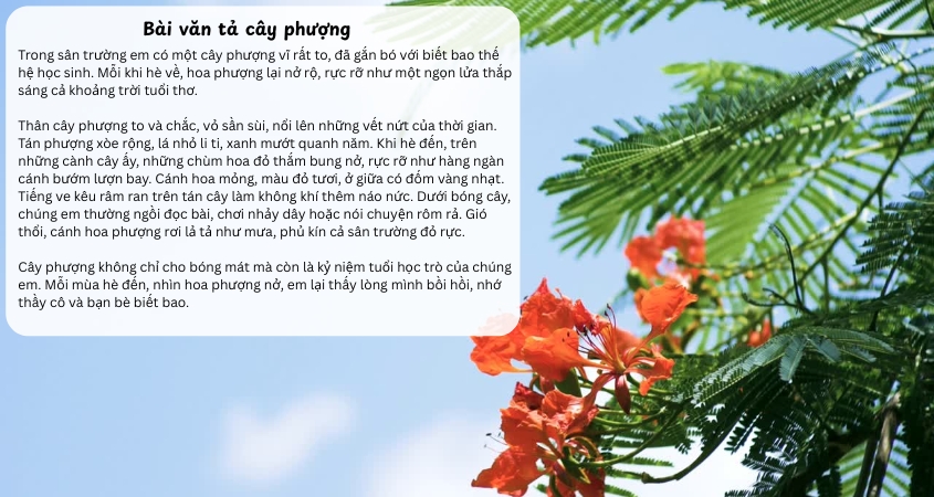 Bài văn mẫu tả cây phượng Bài văn mẫu tả cây phượng