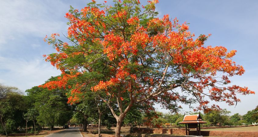 Hình ảnh cây phượng Hình ảnh cây phượng