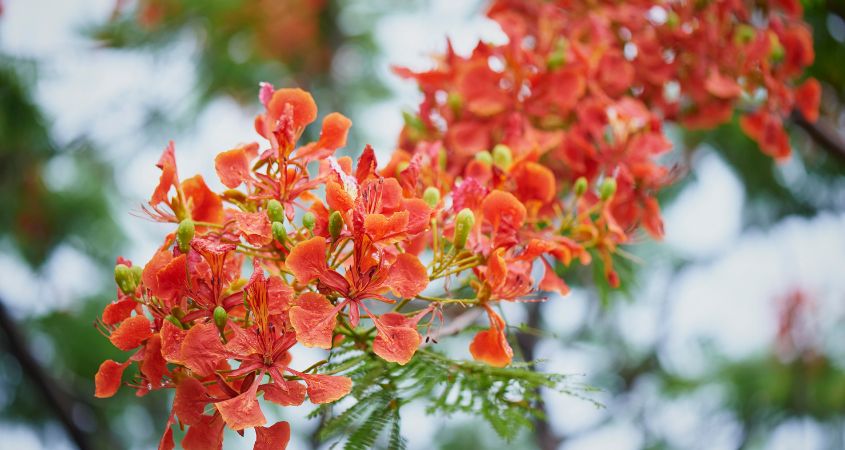 Hình ảnh hoa phượng Hình ảnh hoa phượng