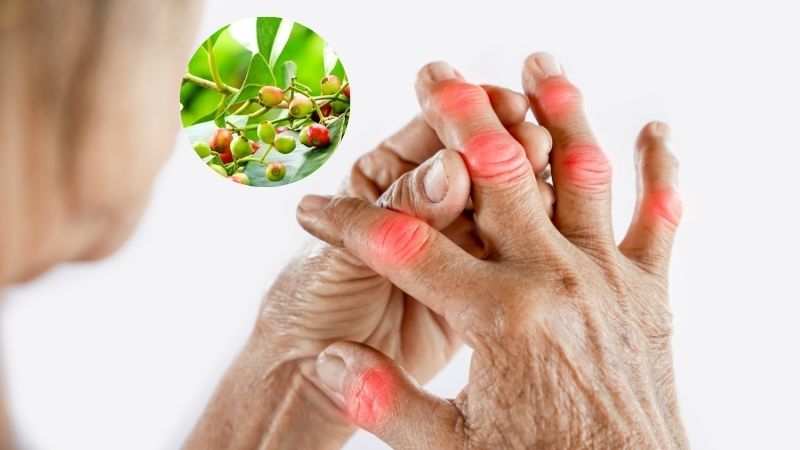 Người bệnh guot uống nước lá vối quá nhiều có thể gây lợi tiểu, mất cân bằng điện giải