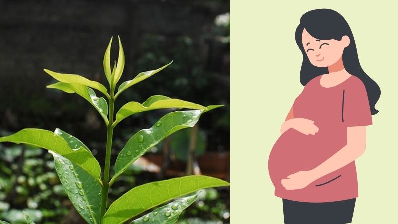 Phụ nữ đang mang thai nên hạn chế sử dụng nước lá vối