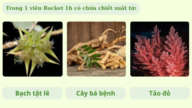 Trong 1 vi&ecirc;n Rocket 1h c&oacute; chứa chiết xuất từ Bạch tật l&ecirc;, B&aacute; bệnh, Tảo đỏ
