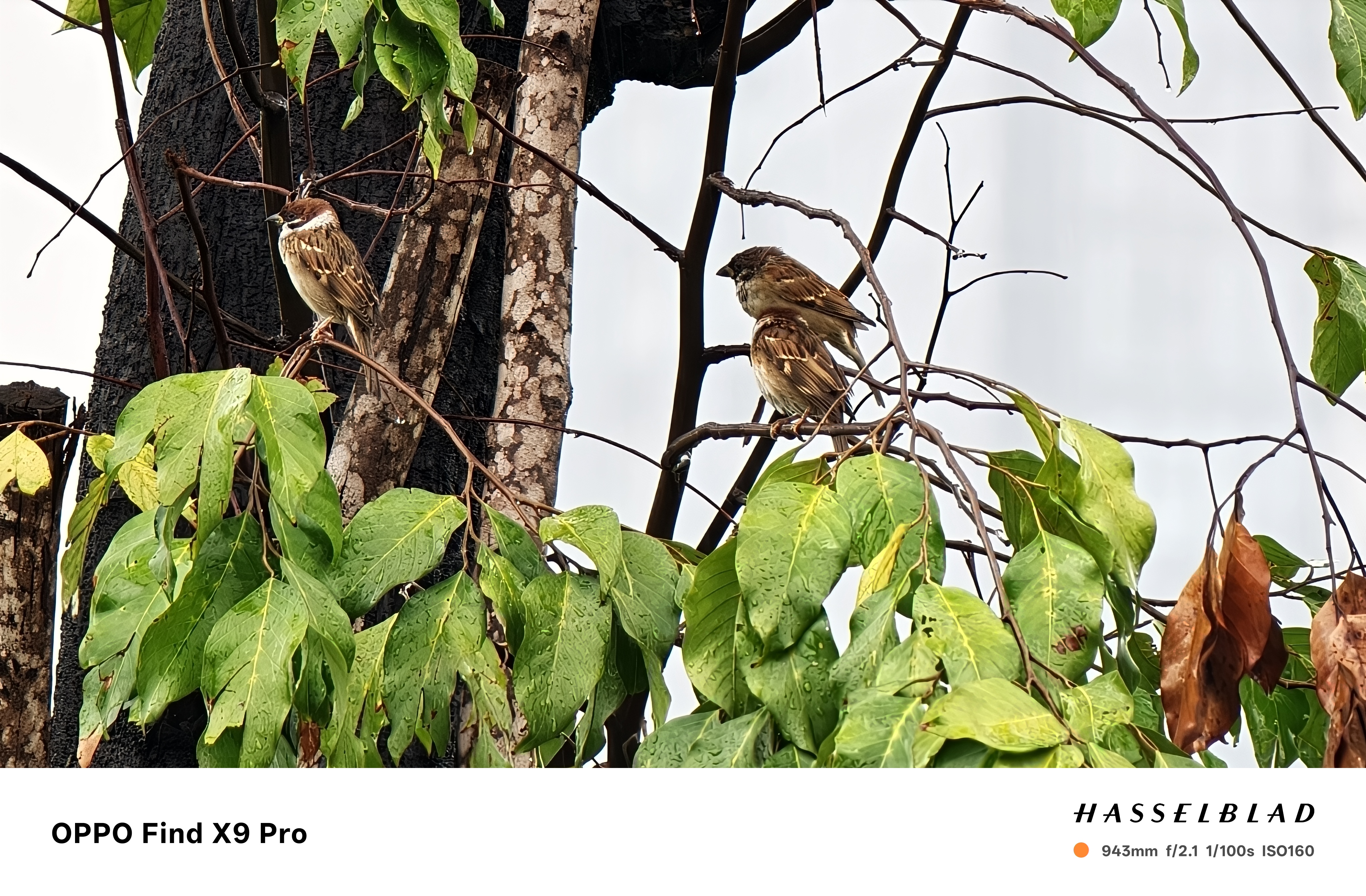 Trên Tay Oppo Find X9 Pro: Thiết Kế Cao Cấp, Camera Hasselblad, Pin Khủng 7.500 Mah Trên Tay Oppo Find X9 Pro: Thiết Kế Cao Cấp, Camera Hasselblad, Pin Khủng 7.500 Mah