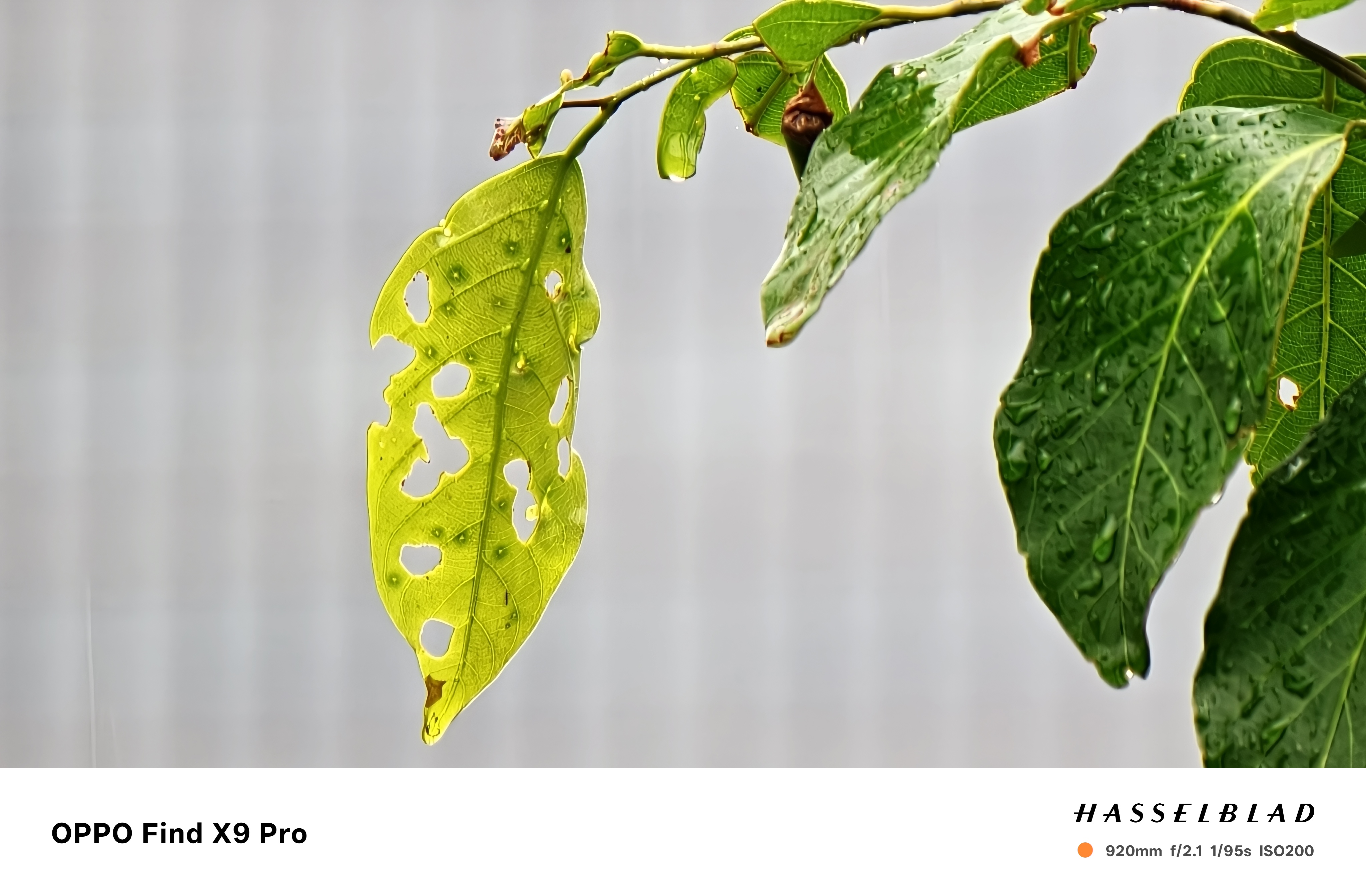 Trên Tay Oppo Find X9 Pro: Thiết Kế Cao Cấp, Camera Hasselblad, Pin Khủng 7.500 Mah Trên Tay Oppo Find X9 Pro: Thiết Kế Cao Cấp, Camera Hasselblad, Pin Khủng 7.500 Mah