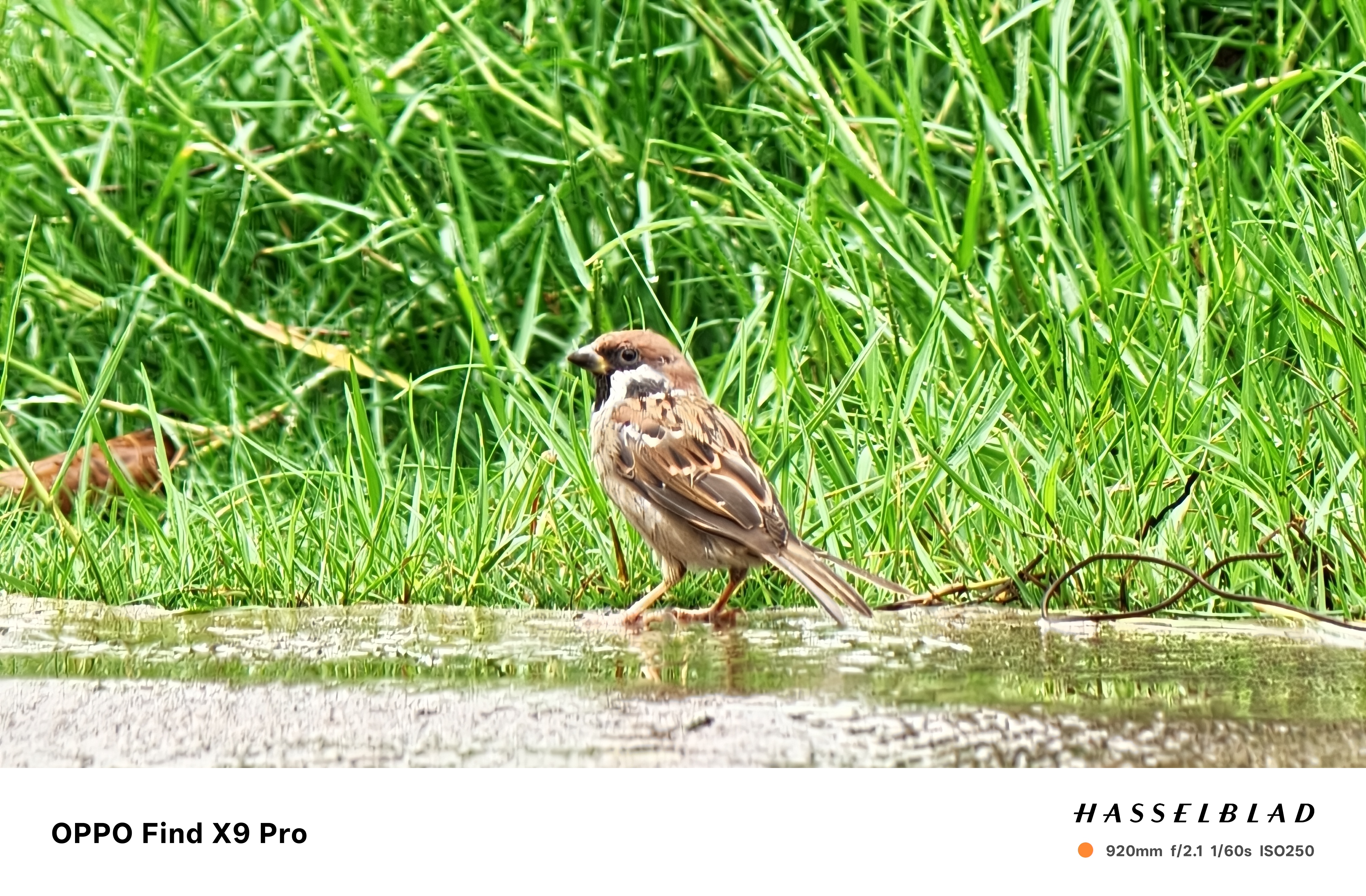 Trên Tay Oppo Find X9 Pro: Thiết Kế Cao Cấp, Camera Hasselblad, Pin Khủng 7.500 Mah Trên Tay Oppo Find X9 Pro: Thiết Kế Cao Cấp, Camera Hasselblad, Pin Khủng 7.500 Mah