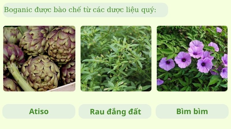 Boganic được bào chế từ các dược liệu quý như: Atiso, rau đắng đất, bìm bìm Boganic được bào chế từ các dược liệu quý như: Atiso, rau đắng đất, bìm bìm