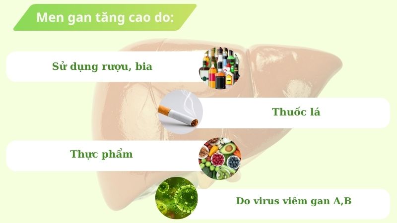 Men gan tăng cao do các nguyên nhân như: rượu bia, thuốc lá, thuốc, thực phẩm, viêm gan Men gan tăng cao do các nguyên nhân như: rượu bia, thuốc lá, thuốc, thực phẩm, viêm gan