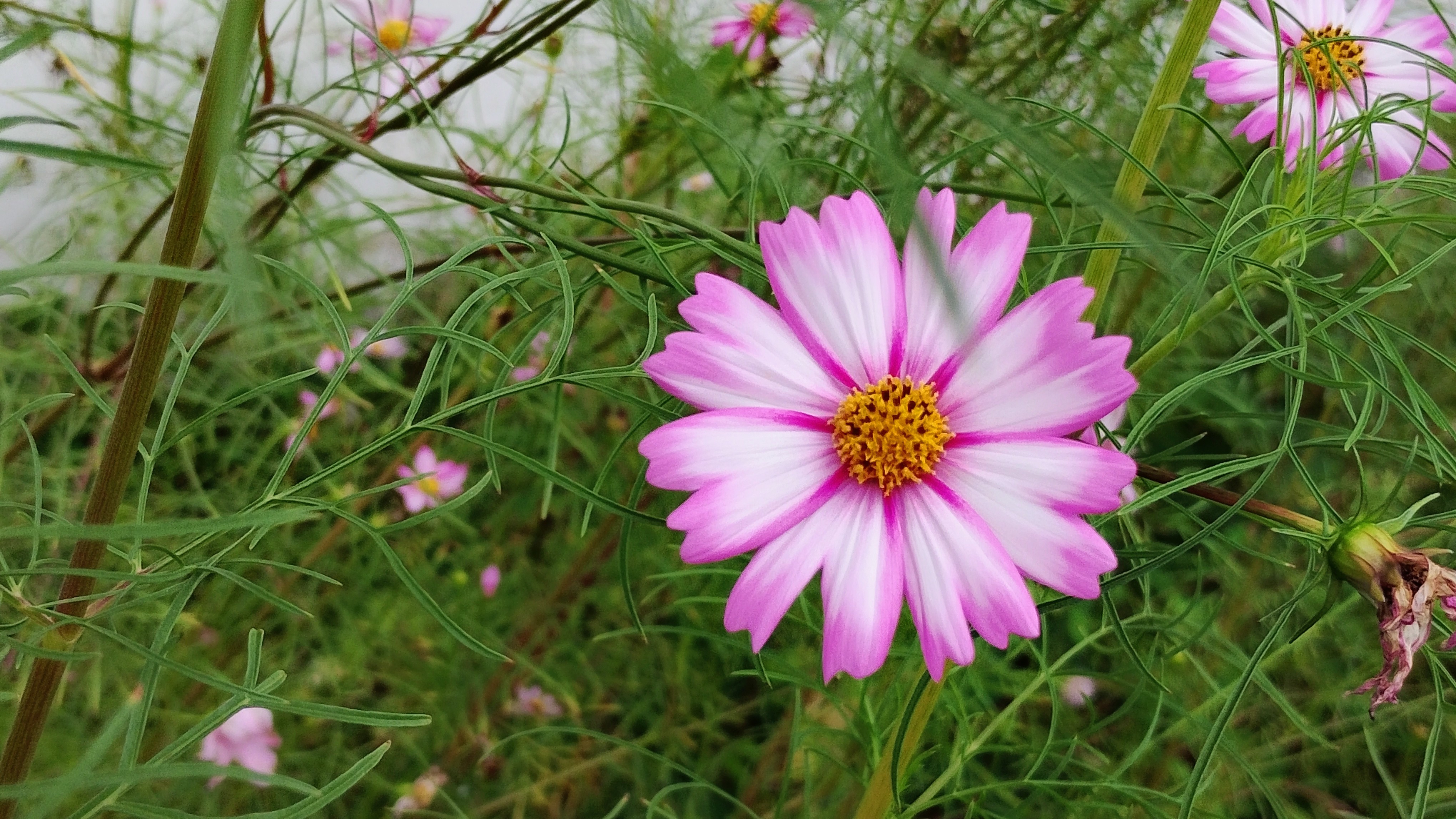 Trên tay nhanh Motorola G35 5G: Giá hấp dẫn, màn hình mượt mà và hiệu năng ổn định