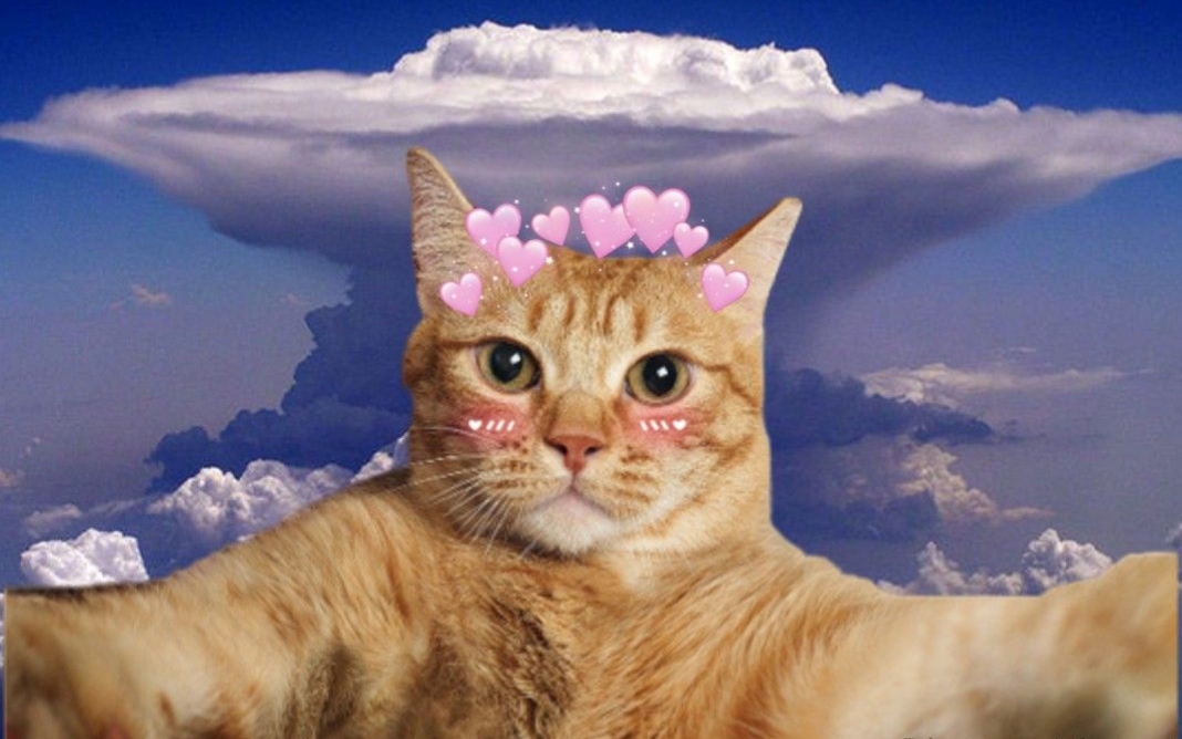 H&igrave;nh nền v&ocirc; tri m&egrave;o cute